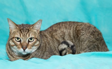 A imagem mostra um gato de pelagem curta com padrões tigrados em tons de marrom e preto. Ele está deitado sobre um tecido azul claro, com as patas dobradas sob o corpo. O gato tem olhos expressivos e grandes, de cor amarela com um contorno escuro, e está olhando diretamente para a câmera. Suas orelhas estão levantadas, indicando atenção, e a cauda está parcialmente visível, enrolada ao lado do corpo. O fundo