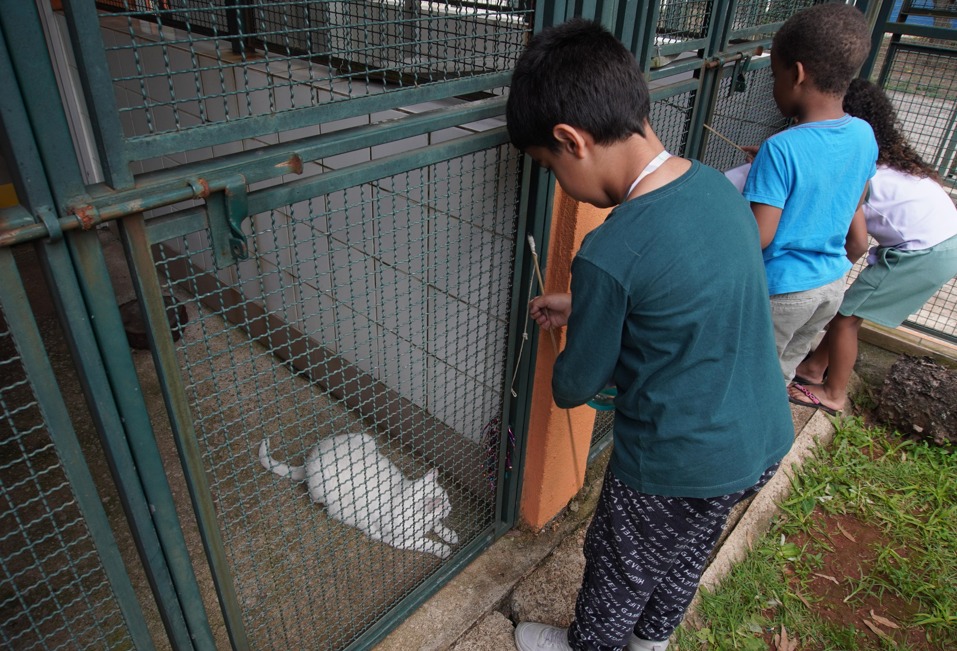 A imagem mostra crianças interagindo com animais em um abrigo ou canil. Elas estão de frente para cercados de metal com telas, observando ou brincando com os animais por meio das grades. Dentro de um dos cercados, há um gato branco deitado no chão. O ambiente é ao ar livre, com grama e vegetação ao redor, e as crianças estão vestidas com roupas casuais