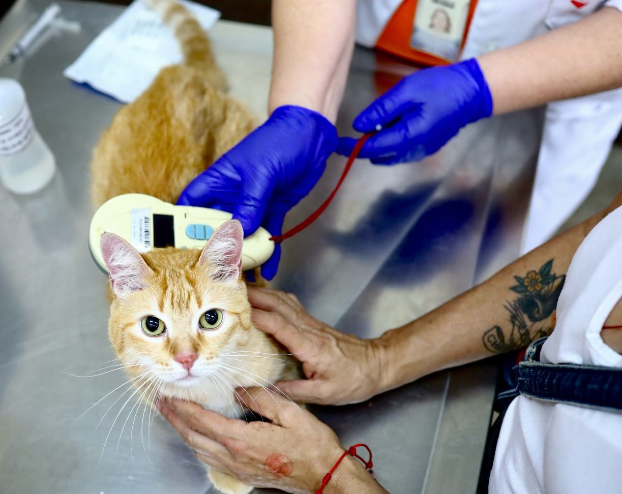 A imagem mostra um gato laranja sendo atendido. O animal está sobre uma mesa metálica, sendo examinado por profissionais de saúde veterinária. Uma pessoa usando luvas azuis está passando um leitor de microchip sobre o gato, provavelmente para verificar a identificação eletrônica do animal. O gato parece calmo e está sendo segurado com cuidado por outra pessoa, que tem uma tatuagem visível no braço e uma pulseira vermelha. Ao fundo, é possível ver parte do uniforme dos profissionais e documentos sobre a mesa. A cena transmite um ambiente de cuidado e atenção veterinária