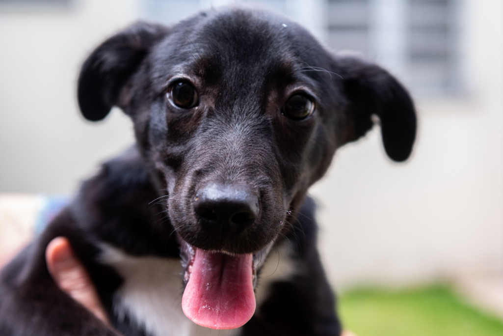 A imagem mostra um cachorro de porte pequeno a médio, com pelagem predominantemente preta e detalhes brancos no peito. Ele está com a língua para fora, exibindo uma expressão alegre e curiosa, com olhos grandes e brilhantes. O fundo está desfocado, sugerindo um ambiente externo ou próximo a uma janela, com um tom claro e detalhes verdes, possivelmente de grama. Uma mão segura o cão suavemente, reforçando um contexto de interação humana e cuidado.