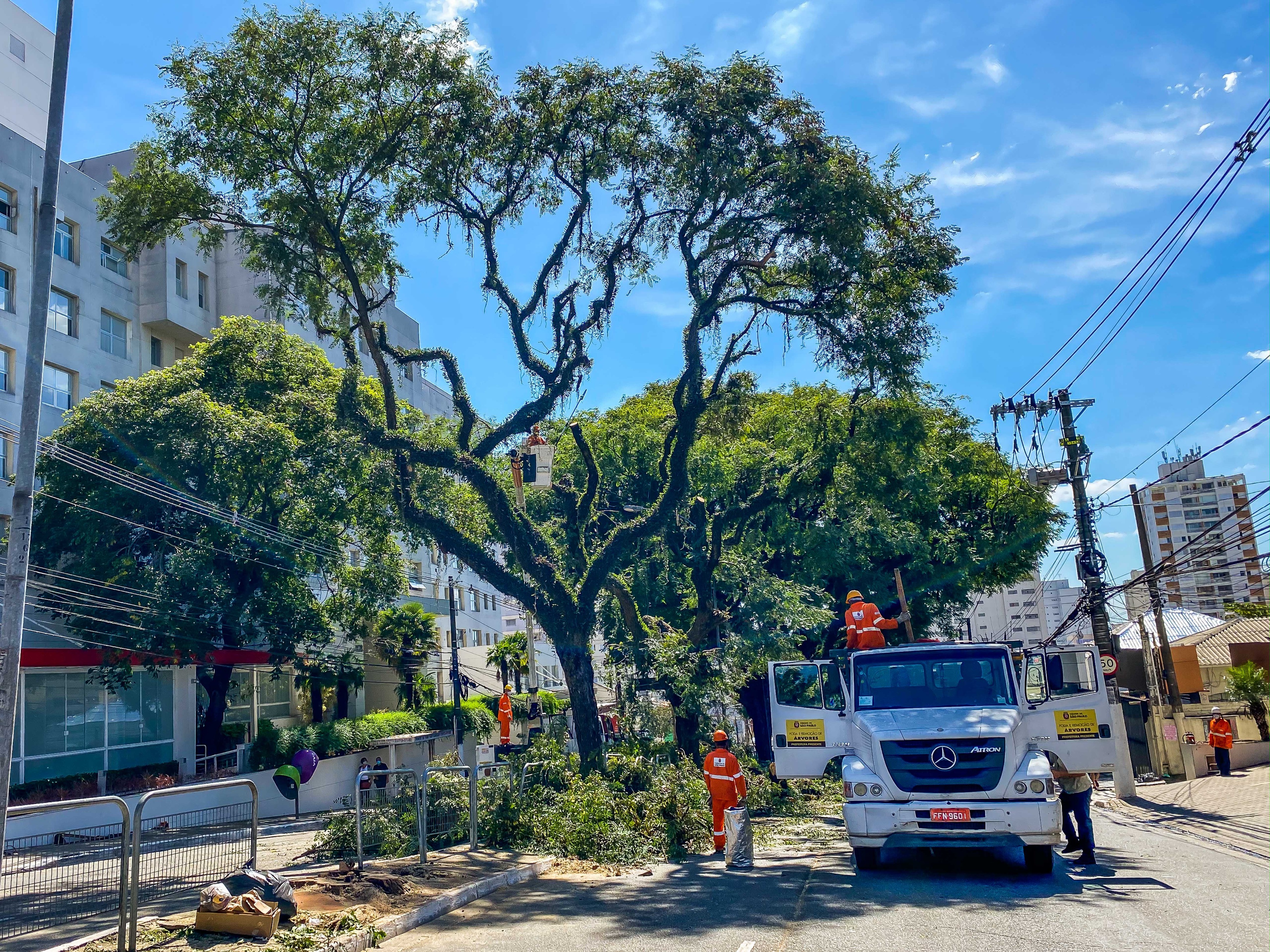 1088782-
Poda de Árvores na Avenida Pompéia