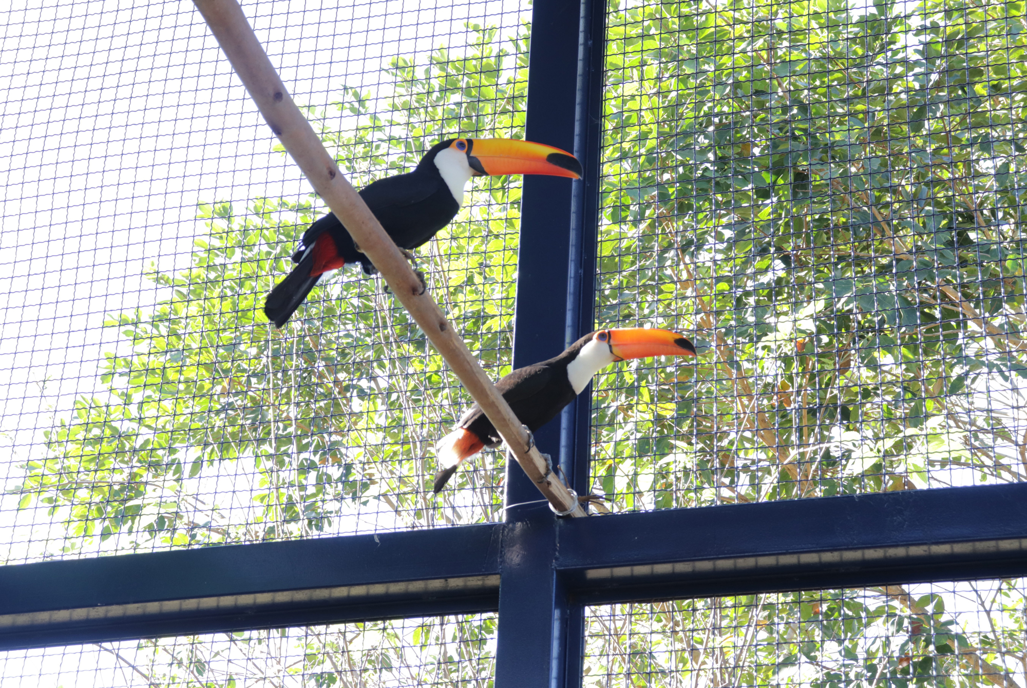 1464308-Centro de Manejo e Conservação de Animais Silvestres 