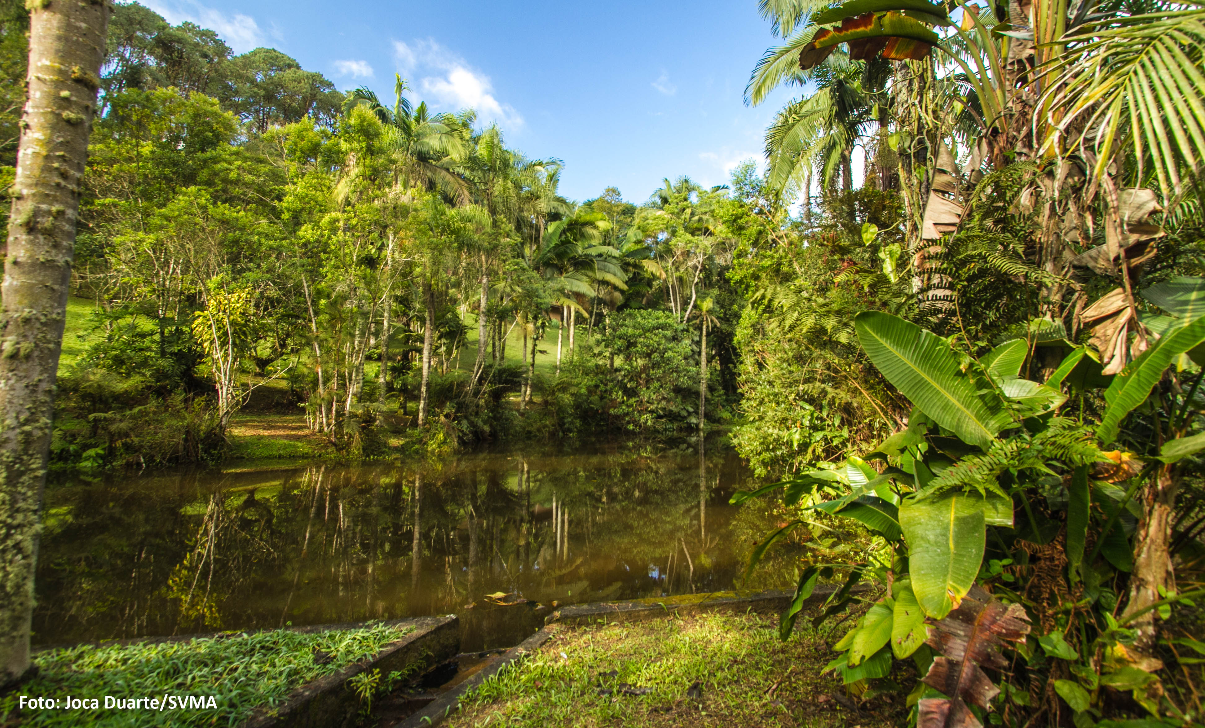 imagem de uma área verde com muitas árvores e plantas em volta de um grande lago com água esverdeada