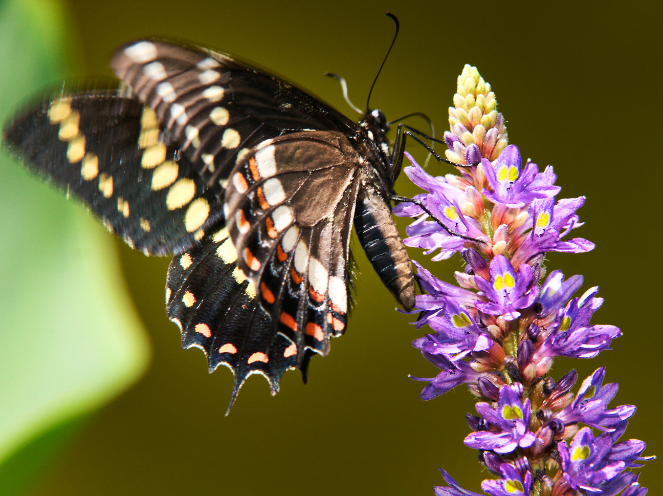 Borboleta preta com detalhes alaranjados, brancos e amarelos visita uma flor roxa para se alimentar do néctar. A imagem destaca o contraste vibrante entre as asas da borboleta e os tons vivos da inflorescência, ressaltando a beleza e importância da polinização na natureza.