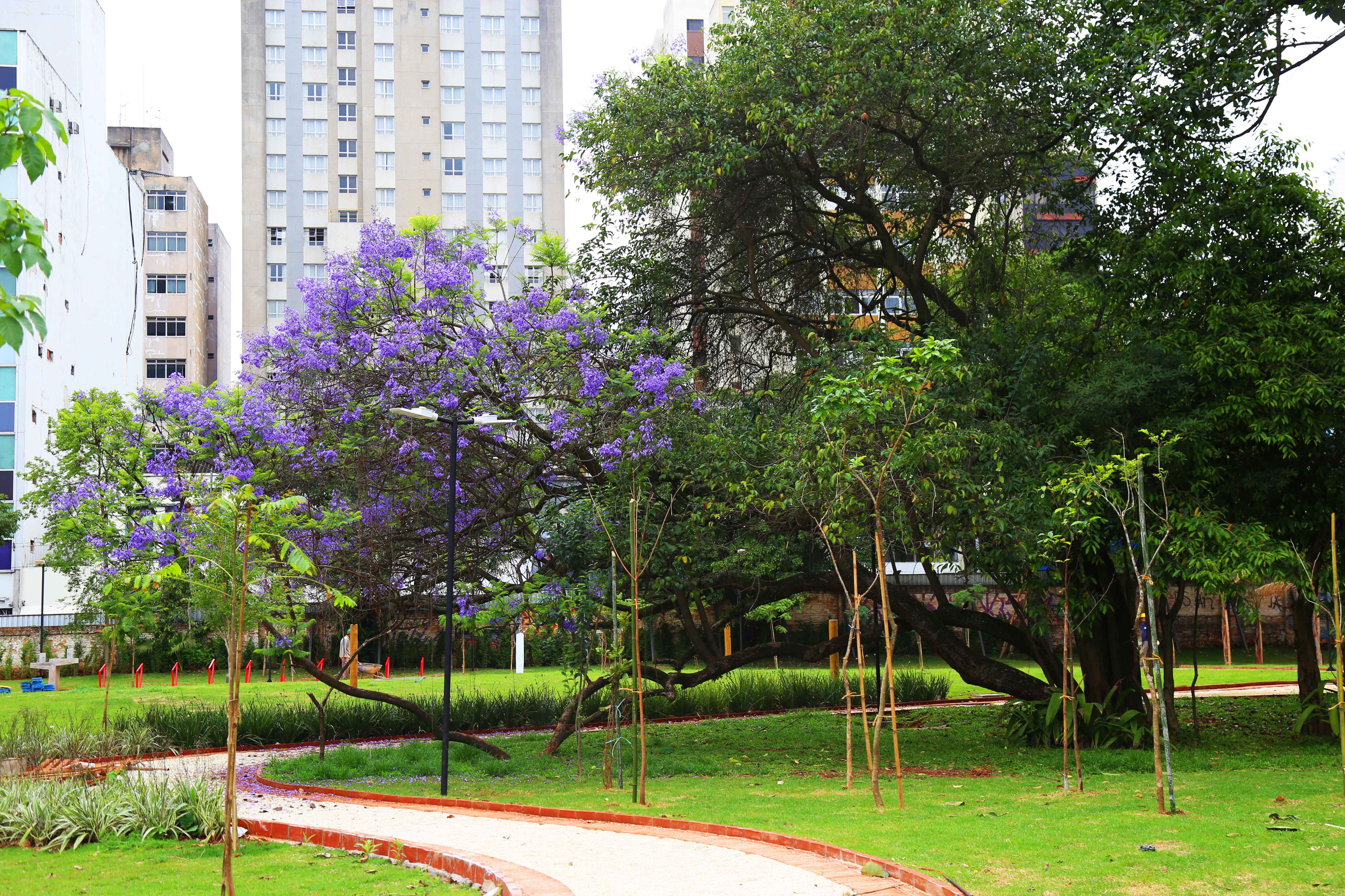 imagem de um parque com árvores e um prédio ao fundo. As árvores têm folhas verdes e flores roxas. O parque possui caminhos pavimentados e áreas com grama