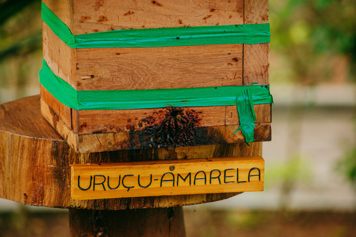 A imagem mostra uma colmeia de madeira usada na criação de abelhas sem ferrão da espécie uruçu-amarela. A caixa está posicionada sobre uma base feita de um pedaço grosso de tronco de árvore. Ela é feita de tábuas de madeira marrom claro, vedada com fitas adesivas verdes, que ajudam a manter as partes unidas e protegidas contra a entrada de água ou pragas. Na parte inferior da colmeia, vê-se a entrada principal das abelhas: uma formação escura, de cor marrom-avermelhada, feita com própolis e cera, onde há secreção e fluxo de abelhas (embora as abelhas em si não estejam muito visíveis na imagem). Abaixo da caixa, fixada à base, há uma pequena placa de madeira amarela com a inscrição “URUÇU-AMARELA” em letras pretas bem visíveis. O fundo da imagem está desfocado, com tons predominantemente verdes e terrosos, indicando que a colmeia está localizada em um ambiente natural, provavelmente em uma área arborizada ou jardim.