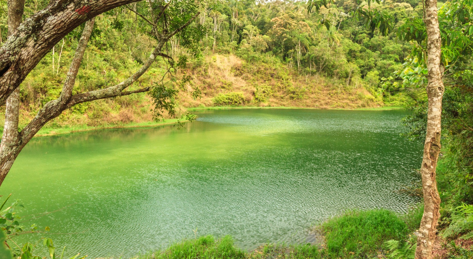 A imagem mostra uma paisagem com um lago de água verde cercado por árvores e vegetação