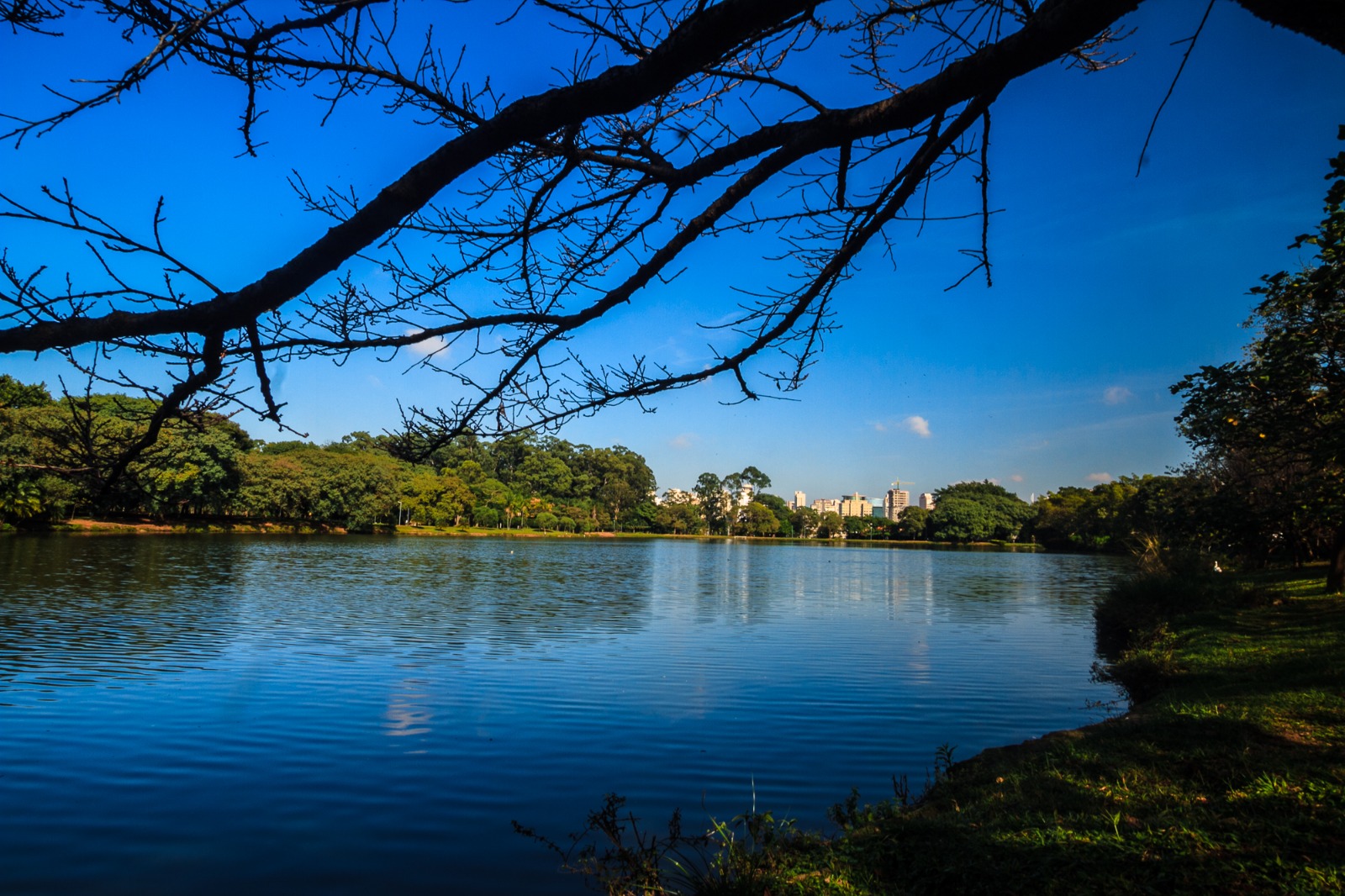Essa é outra bela imagem do Parque Ibirapuera, em São Paulo. A foto mostra o lago principal em um dia claro, com céu azul intenso e poucas nuvens, capturado a partir de um ângulo sombreado por galhos de árvores em primeiro plano. A vegetação densa ao redor do lago contrasta com a linha do horizonte marcada por prédios ao fundo, reforçando a coexistência entre natureza e cidade típica do parque.