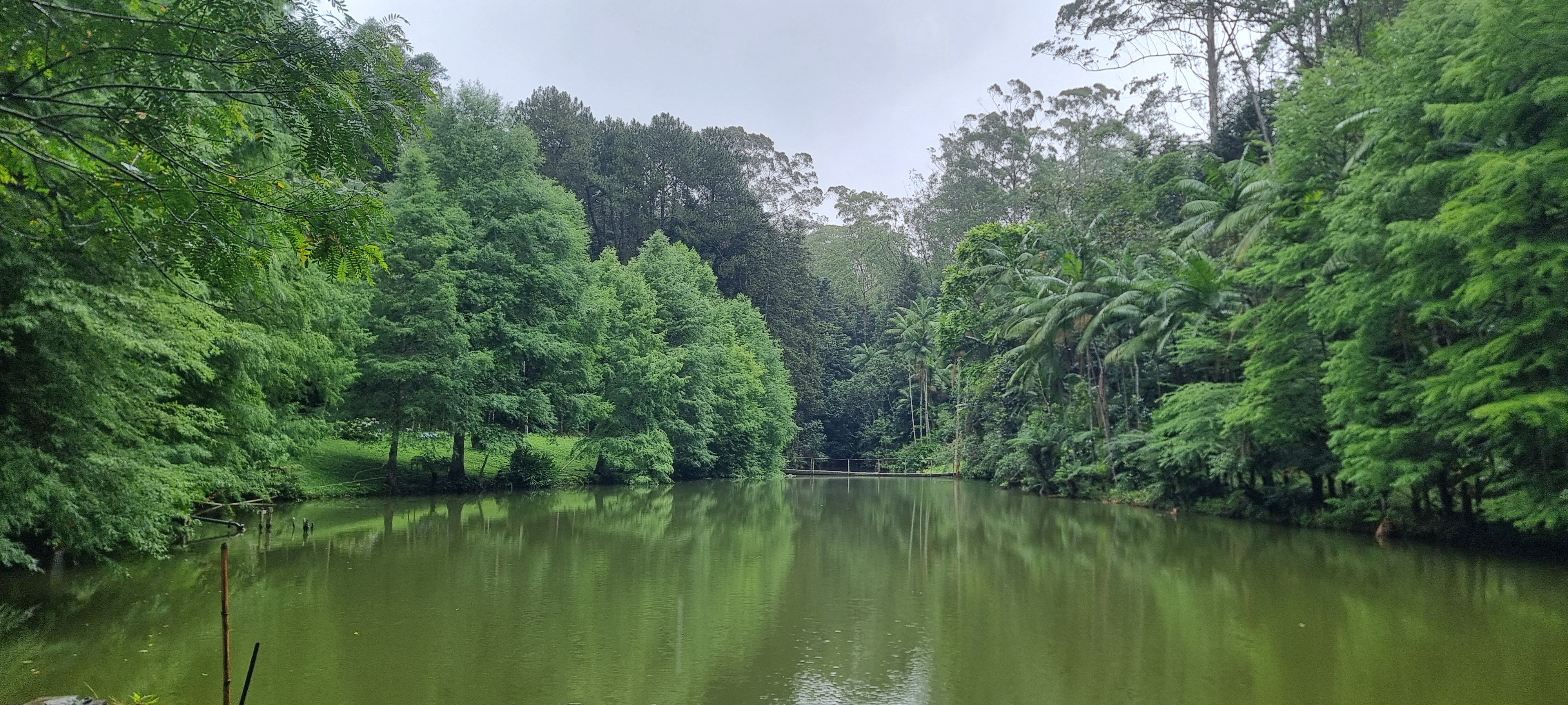 Imagem de uma floresta repleta de árvores verdes, com um rio em destaque na fotografia. 