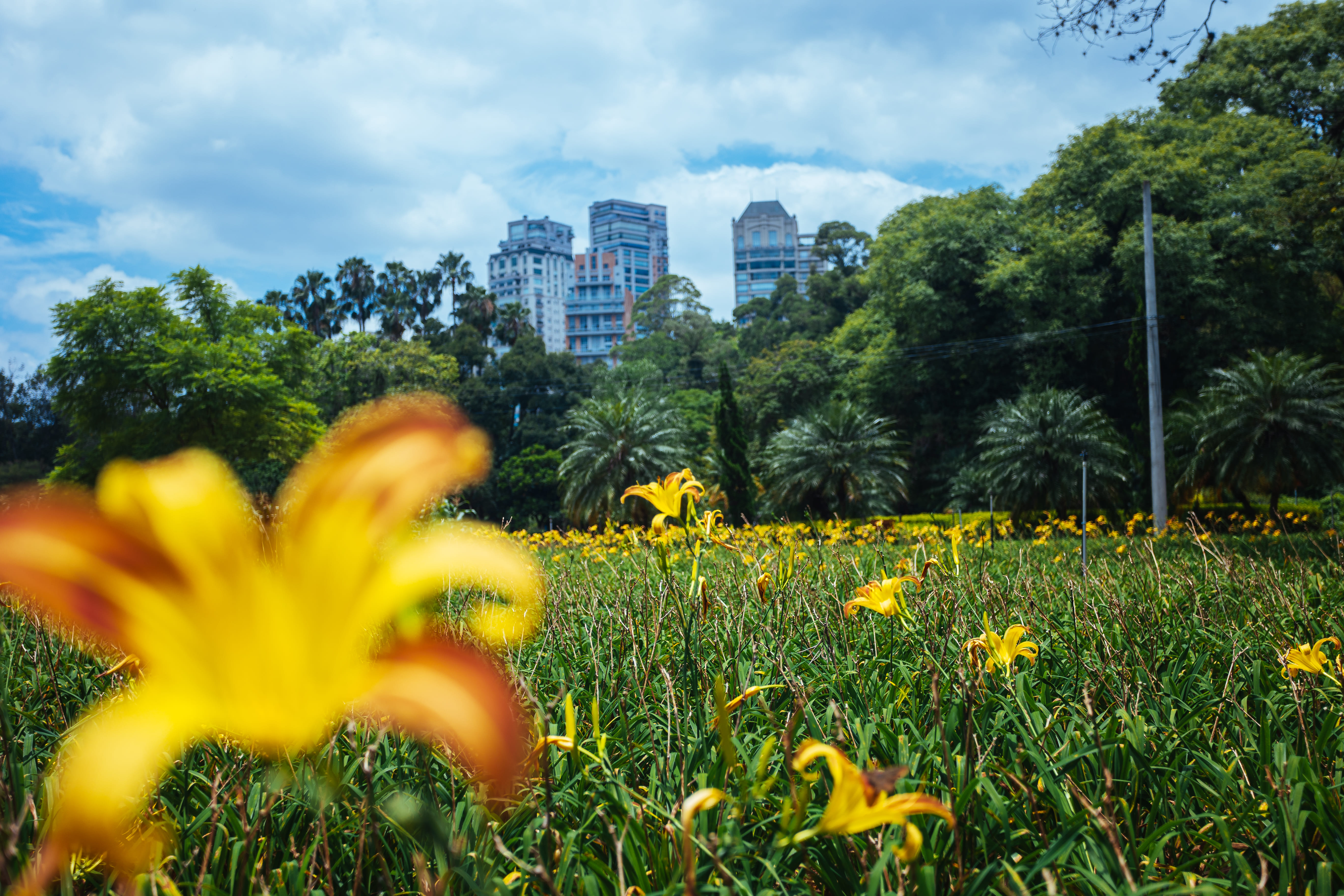 Imagem de um céu azul claro com nuvens brancas, com árvores verdes e prédios ao fundo. Na frente da fotografia, há uma flor amarela em destaque, que está sob uma grama verde com outras flores amarelas..  