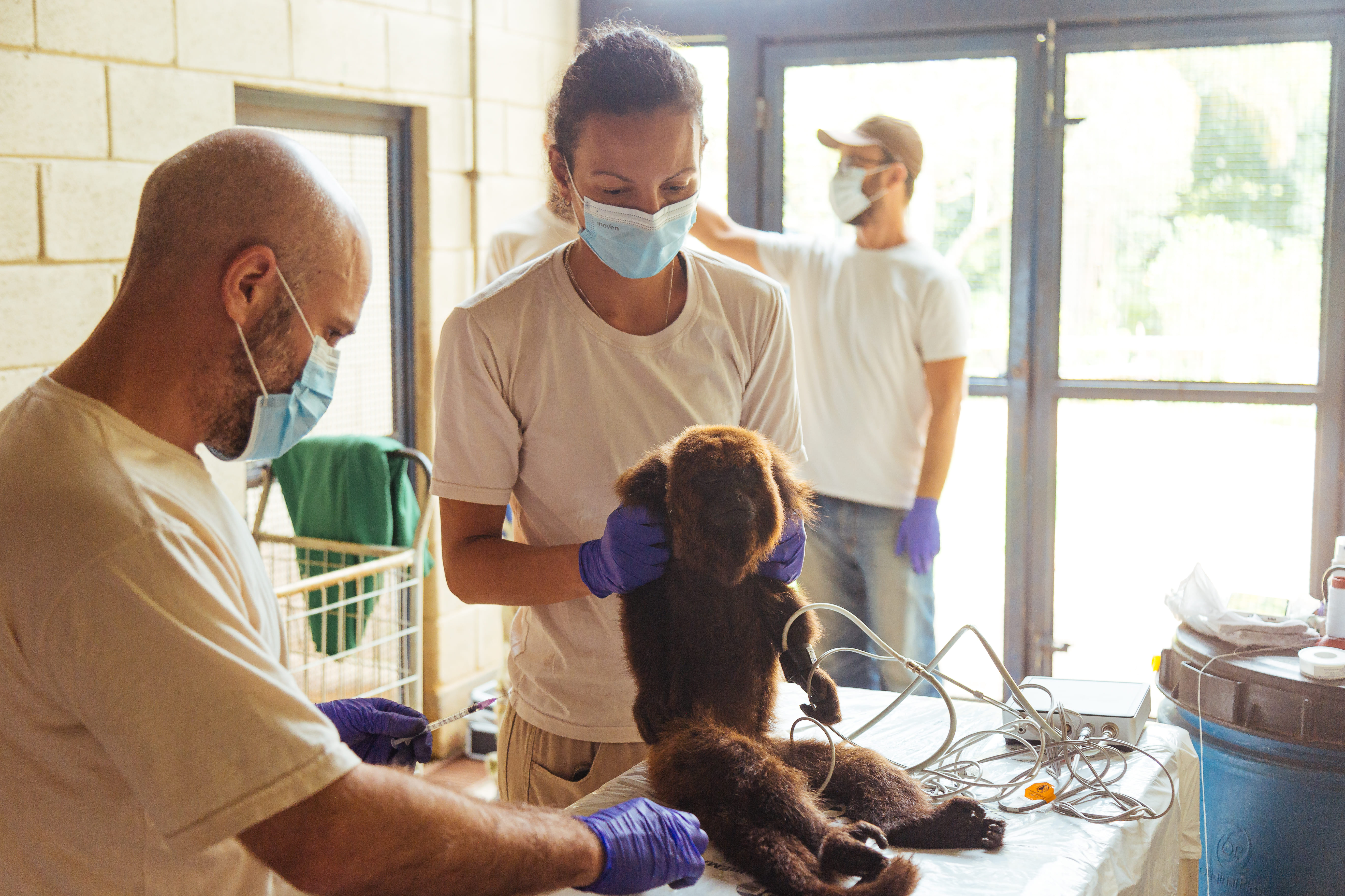 Veterinários segurando primata bugio-ruivo sobre uma mesa de hospital veterinário. Eles examinam o animal enquanto usam luvas e máscara de proteção. 