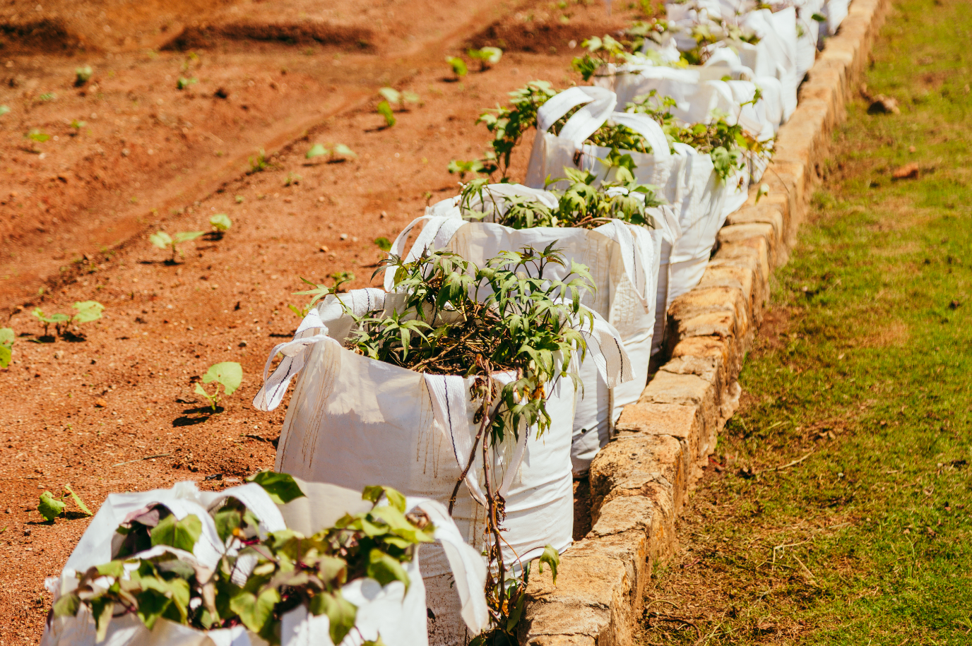 Mudas de hortaliças crescem em bags brancos reutilizáveis dispostos ao lado de um canteiro de terra avermelhada. O verde vibrante das folhas contrasta com o marrom intenso do solo e com o branco dos recipientes, criando uma composição harmoniosa que ressalta a vitalidade das plantas e o cuidado com o cultivo sustentável em áreas urbanas.