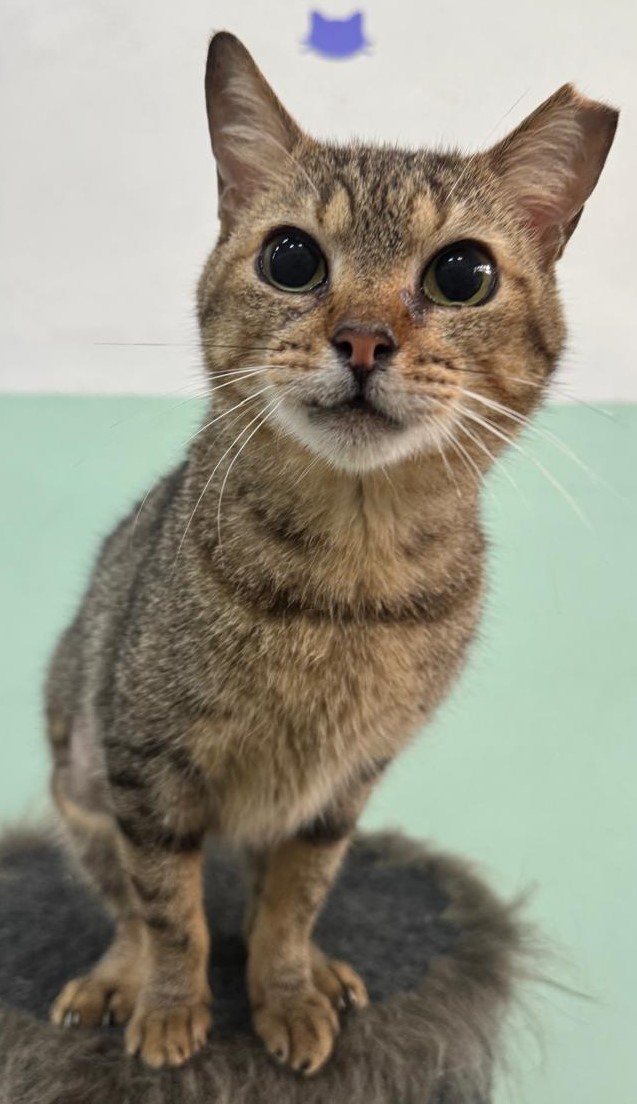 #PraCegoVer: A imagem mostra um gato marrom com manchas pretas, olhos verdes, não possui a ponta da orelha esquerda, ele está sentado olhando diretamente para a câmera 