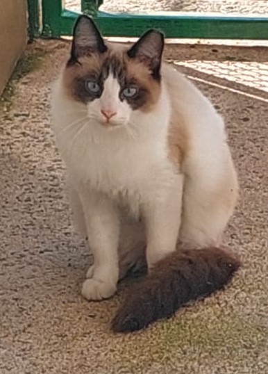  #PraCegoVer: Berno é um gato de pelagem branca com manchas marrons, possui olhos azuis e está sentado olhando para frente  