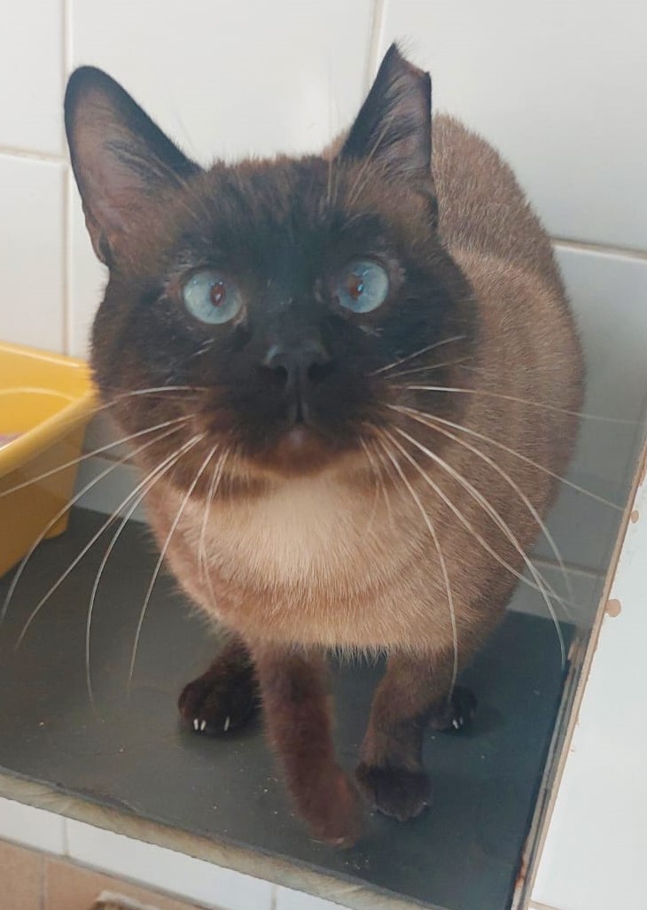  #PraCegoVer: Café é um gato de pelagem marrom, com manchas claras, possui olhos azuis, está em pé olhando para cima, e ele não possui um pedaço da orelha esquerda.  