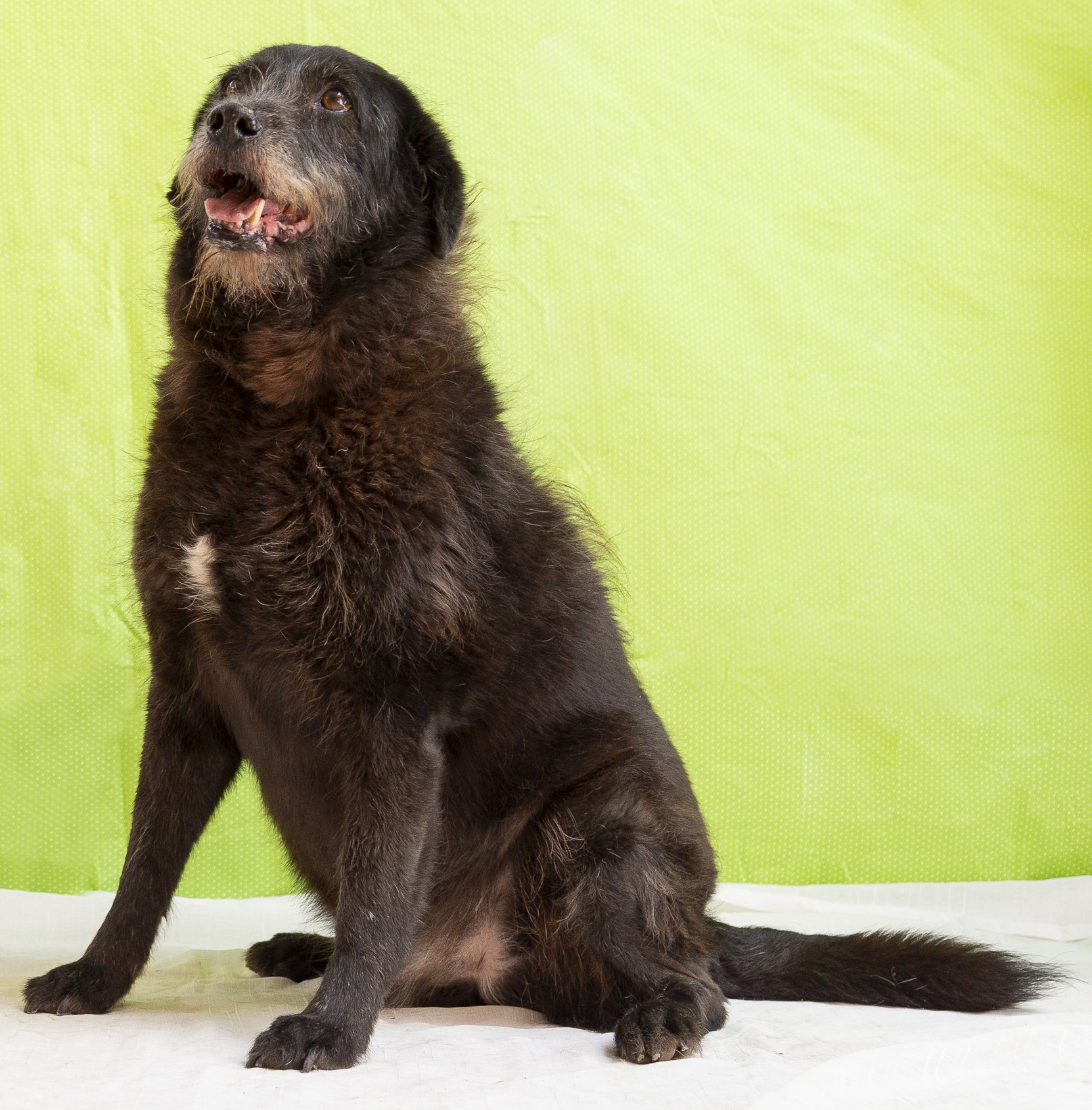 #PraCegoVer: Cajuzinho é um cachorro com pelagem preta e manchas brancas, possui olhos marrons e está sentado olhando para cima 