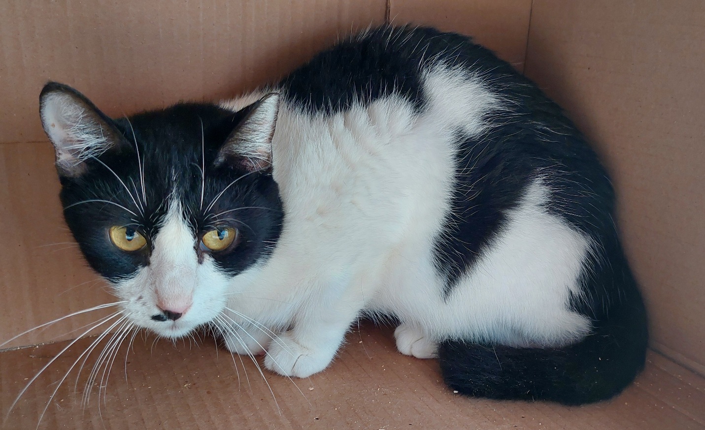 #PraCegoVer: Ellie é uma gata com pelagem branca com manchas pretas, possui olhos amarelos e está deitada numa caixa olhando para frente 