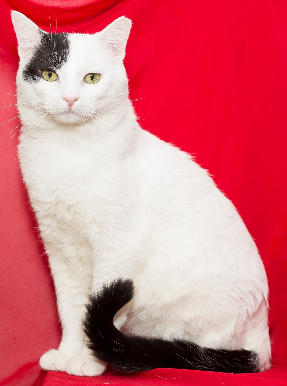 #PraCegoVer: Erick é um gato com pelagem branca e uma mancha preta naa sua cara, seu rabo é na cor preta, seus olhos são amarelos, ele esta sentado de lado olhando para a foto