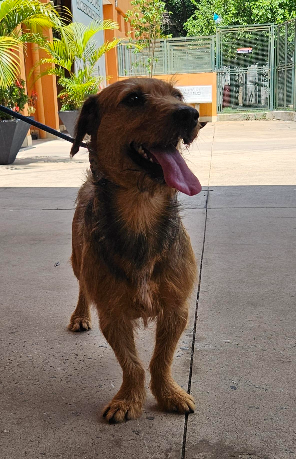 #PraCegoVer: Estopinha é um cachorro com pelagem marrom com manchas pretas, seus olhos são pretos e está em pé olhando para o lado com a língua para fora 