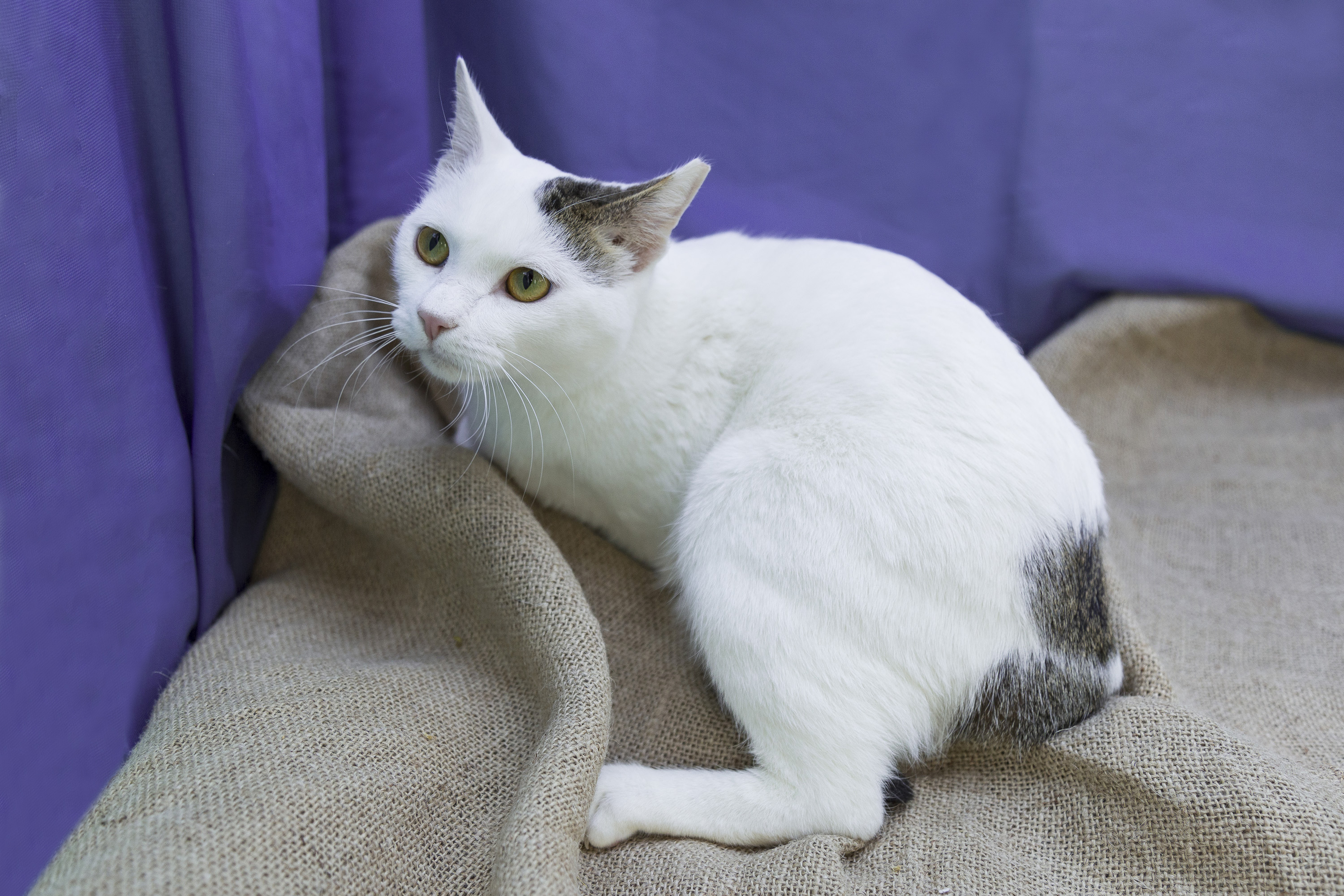 #PraCegoVer: Giorgio é um gato coom pelagem branca com rabo e orelha cinza, seus olhos são amarelos, ele esta deitado olhando para o lado 