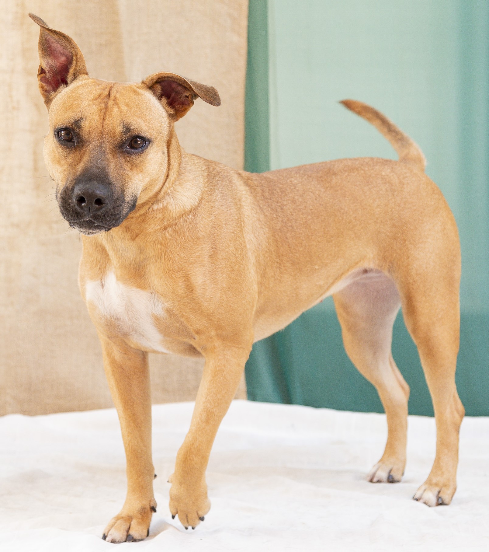 #PraCegoVer: Juliana é uma cachorra com pelagem marrom com manchas brancas, possui olhos marrons e está em pé olhando para frente  