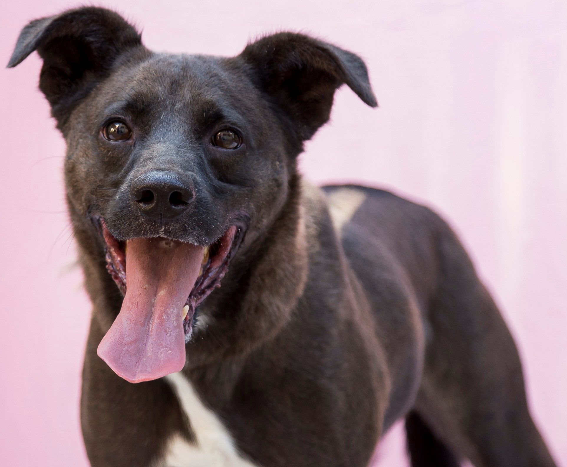 #PraCegoVer: Kimbo é um cachorro com pelagem preta, seus olhos são pretos, ela esta sorrindo olhando para frente 