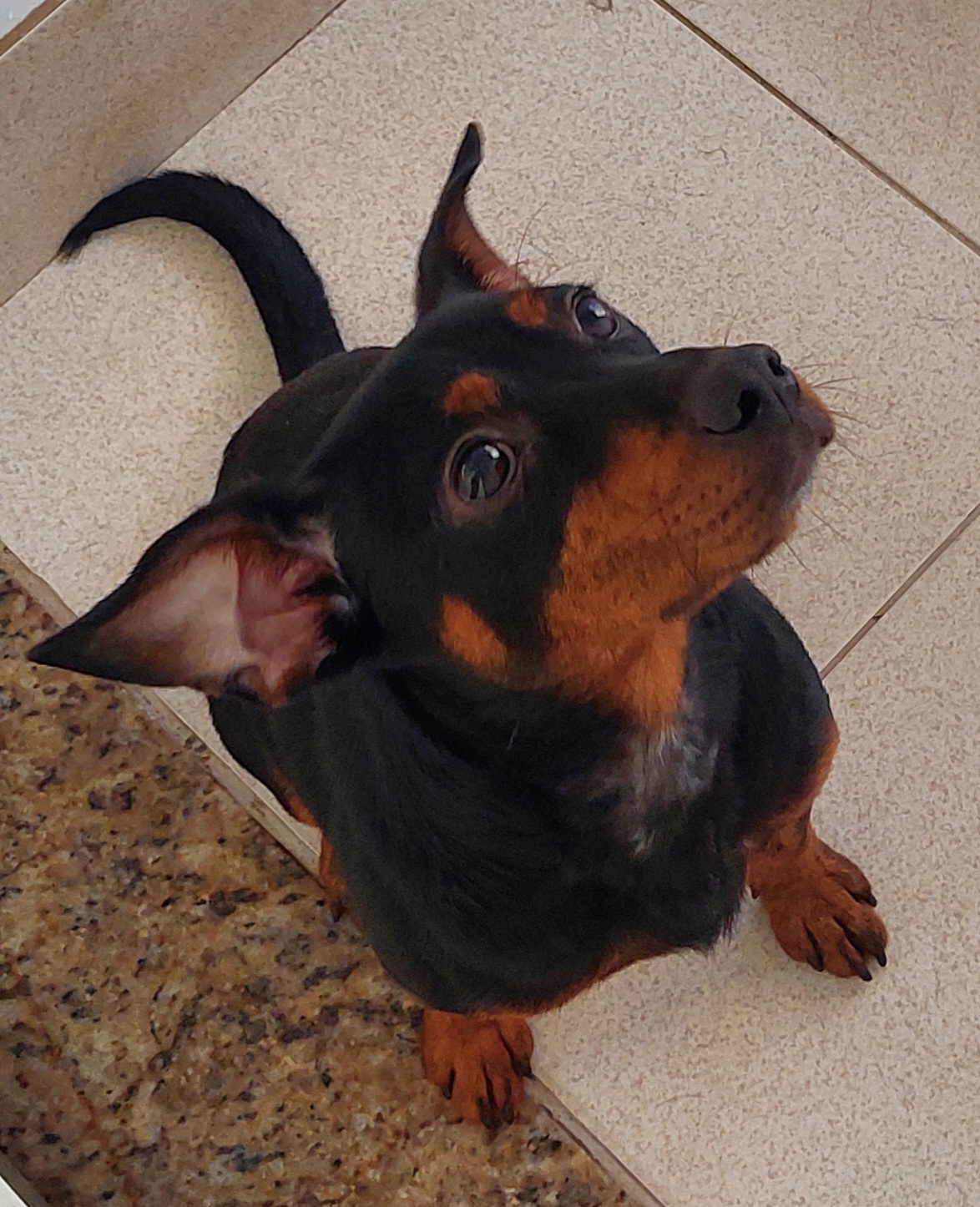 #PraCegoVer: Lucas é um cachorro com pelagem preta e manchas marrons, possui os olhos pretos e está sentado olhando para cima 