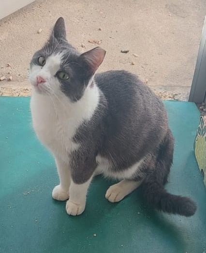  #PraCegoVer: Lucas é um gato de pelagem branca com manchas cinzas, possui olhos verdes e está sentado olhando para cima.  