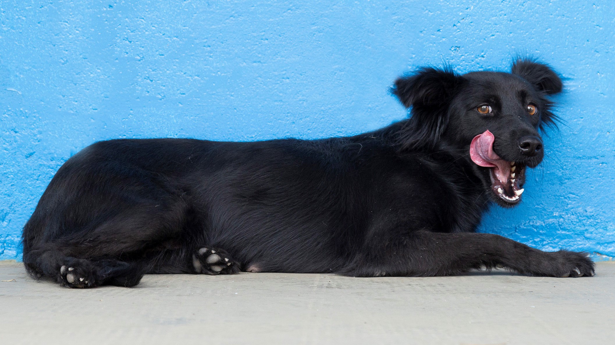 #PraCegoVer: Natalia é uma cachorra com pelagem toda preta, seus olhos são marrons, ela esta com a lingua de fora deitada olhando para o lado 