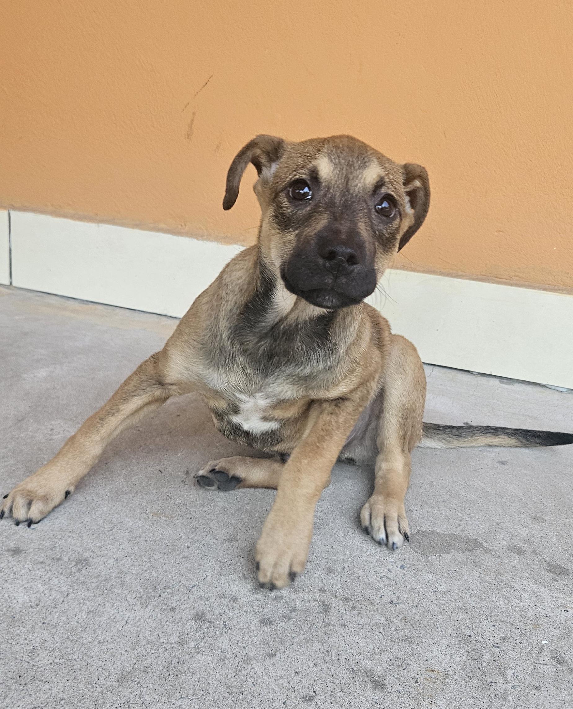 #PraCegoVer: Oliver é um cachorro com pelagem amarela, seu focinho é preto, seus olhos são pretos, ele esta sentado olhando para frente 