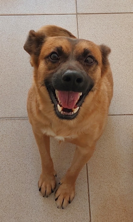 #PraCegoVer: Oswaldo é um cachorro de pelagem marrom seu focinho é na cor preta, seus olhos são pretos, ele esta sentado olhando para o chão sorrindo