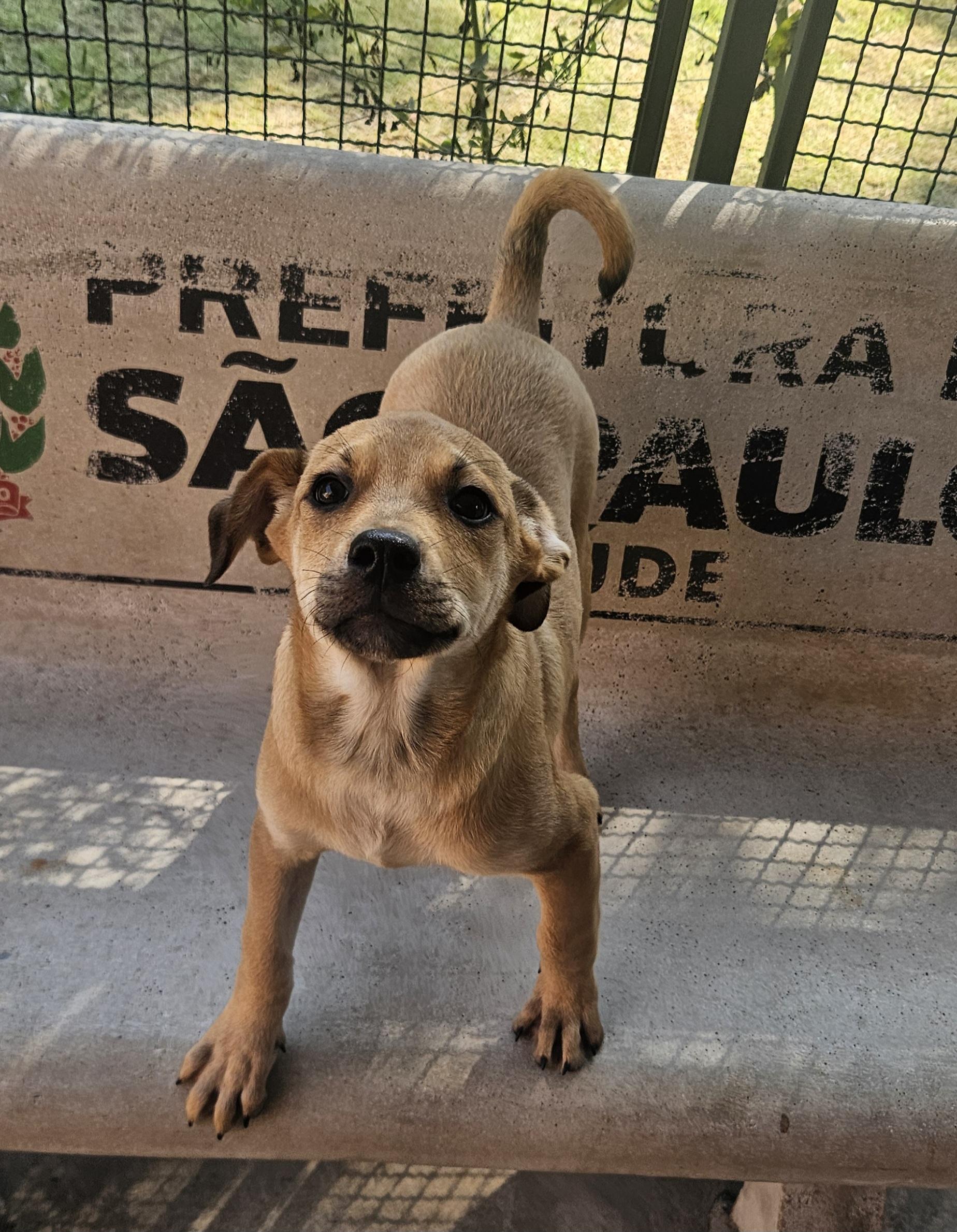 #PraCegoVer: Otto é um cachorro com pelagem amarela, seu focinho é preto, seus olhos são pretos, ele esta em pé em um banco olhando para frente sorrindo 