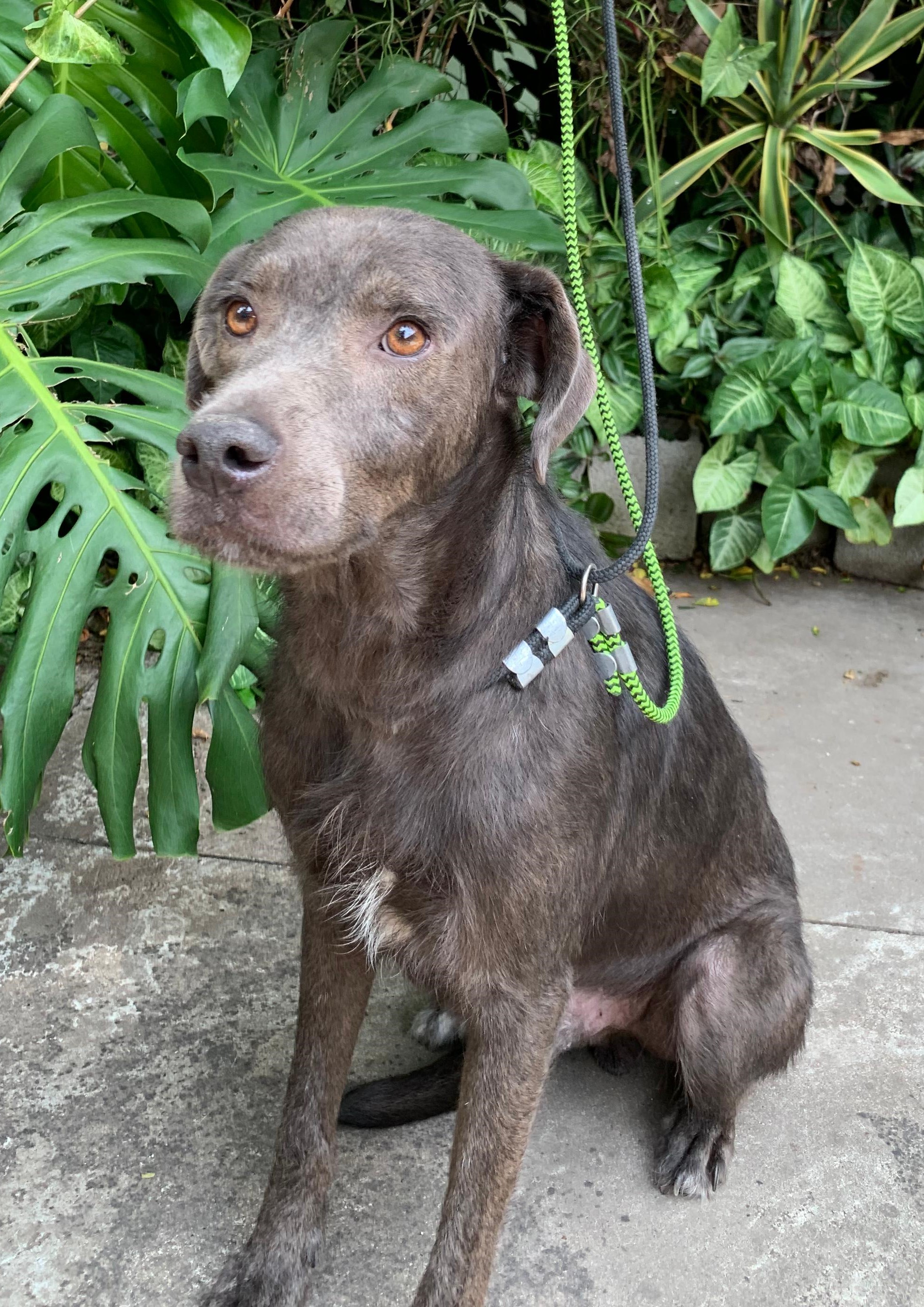 #PraCegoVer: Smoke é um cachorro com pelagem inteira marrom, tem olhos marrom, está sentado olhando para frente