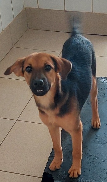 #PraCegoVer: Temari é um cachorro da cor marrom e preta, seus olhos são pretos, ele esta de pé olhando para frente