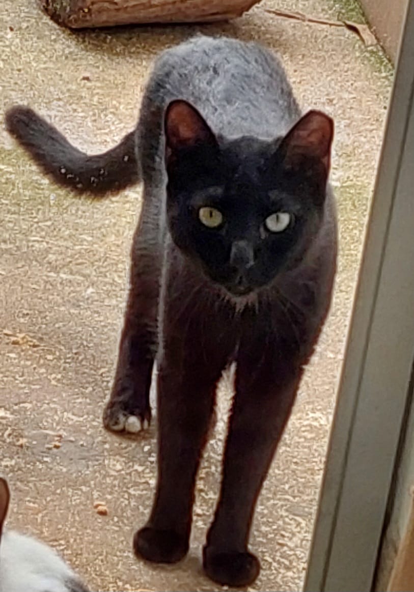 #PraCegoVer: Tommy é um gato com a pelagem inteira preta, com uma pequena mancha branca em sua pata, possui olhos verdes e está em pé olhando para frente 