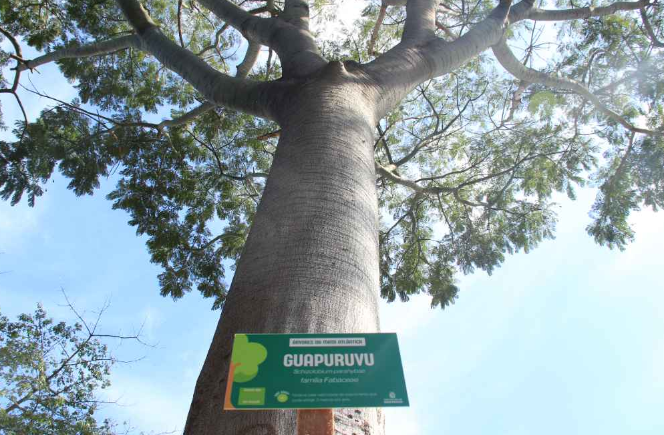  A imagem é um ângulo de câmera de baixo para cima, mostrando o tronco imponente de uma árvore chamada Guapuruvu, de nome científico Schizolobium parahyba e da família Fabaceae. O tronco é grosso e reto, com a casca cinzenta e levemente enrugada. Ele se eleva majestosamente em direção ao céu, com os galhos começando a se ramificar mais acima e suas folhas verdes formando uma copa exuberante, que preenche a parte superior da foto. O céu azul, com algumas nuvens brancas, serve de pano de fundo para a árvore. Na base do tronco, um pouco à direita, está uma placa de identificação verde-escura com o nome popular "GUAPURUVU" em letras maiúsculas e o nome científico e a família da planta.