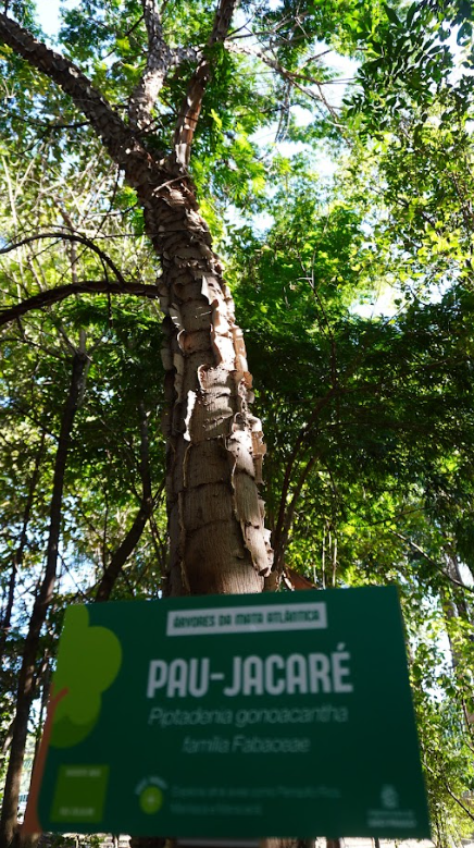 A fotografia, tirada de baixo para cima, mostra o tronco de uma árvore chamada "Pau-Jacaré", com o nome científico Piptadenia gonoacantha, pertencente à família Fabaceae. O tronco é o elemento central da imagem, caracterizado por sua casca grossa e áspera, que se desprende em grandes placas, lembrando a pele de um jacaré, o que justifica seu nome popular.  O tronco se eleva em direção ao céu, e seus galhos mais acima são visíveis, com folhas verdes formando uma copa densa que preenche a parte superior e as laterais da imagem. Há muita luz natural vindo de cima e por entre as folhas, criando um efeito de contraluz em algumas áreas.  No primeiro plano, na parte inferior da foto, há uma placa de identificação de cor verde escura, com a borda inferior em um tom de verde mais claro. Nela, está escrito o nome popular "PAU-JACARÉ" em letras maiúsculas e brancas, seguido pelo nome científico e a família botânica. Há também um pequeno ícone de árvore estilizado à esquerda do texto.