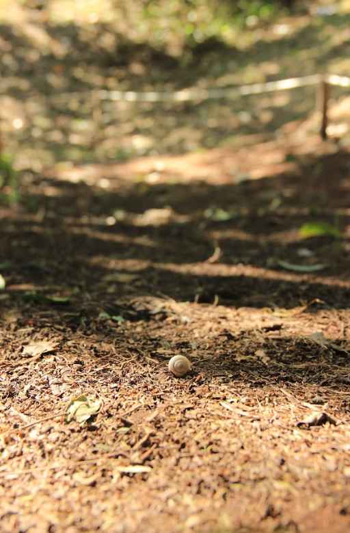  A fotografia, tirada ao nível do chão, mostra um caminho de terra em um ambiente de floresta ou bosque. O caminho é marrom escuro, coberto por folhas secas e pequenos galhos, com algumas manchas de sombra criadas pela folhagem das árvores acima.  No centro da imagem, em primeiro plano, repousa uma pequena concha de caracol vazia, de cor clara e listras marrons suaves. Ela se destaca contra o tom mais escuro do solo.  Ao fundo, o caminho se estende e desaparece na distância, com a iluminação do sol criando um efeito de desfoque e brilho, especialmente no final da trilha. Um pouco mais à direita, é possível notar a presença de uma corda esticada entre estacas baixas, sugerindo a demarcação de uma área ou trilha.