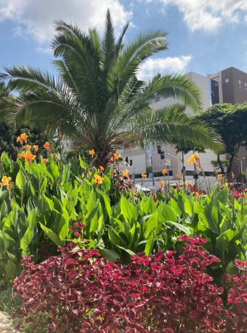 Uma foto de um jardim exuberante e colorido em um ambiente urbano, em um dia claro com céu azul e nuvens brancas. No centro da imagem, destaca-se uma palmeira de porte médio, com suas folhas verdes e frondosas estendendo-se para o alto.  Ao redor da base da palmeira, e preenchendo a maior parte do plano médio, há um denso canteiro de plantas Canna (parecidas com bananeiras ornamentais) com grandes folhas verdes escuras. Entre essas folhas, emergem hastes com vibrantes flores de coloração laranja e amarela.  No primeiro plano, na parte inferior da imagem, há um arbusto com folhagem densa de um tom vermelho escuro ou bordô, contrastando fortemente com o verde das plantas Canna e da palmeira.  Ao fundo, vislumbram-se edifícios modernos de múltiplos andares, com fachadas claras e janelas, indicando um cenário urbano. Mais árvores com folhagem verde escura podem ser vistas atrás dos edifícios, completando a paisagem. A iluminação é forte, sugerindo um dia de sol.