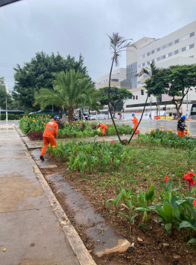 Uma foto de um canteiro ajardinado em um dia nublado, com funcionários de manutenção em trajes de segurança laranja trabalhando. Em primeiro plano, à esquerda, há uma calçada de concreto e, à sua direita, um canteiro com terra exposta e algumas plantas jovens e folhagens verdes em crescimento. Há algumas flores vermelhas vivas visíveis no canto inferior direito.  Mais adiante no canteiro, vários trabalhadores vestindo uniformes laranja brilhante e capacetes azuis ou escuros estão curvados, parecendo estar plantando ou cuidando das plantas. Ao fundo, uma grande palmeira se destaca, e outras árvores com folhagem verde densa também são visíveis. À direita, ao fundo, ergue-se um grande edifício de cor clara com muitas janelas, possivelmente um hospital ou complexo de escritórios. Carros podem ser vistos estacionados ou passando em uma rua distante. O céu está nublado, o que confere uma iluminação difusa à cena.