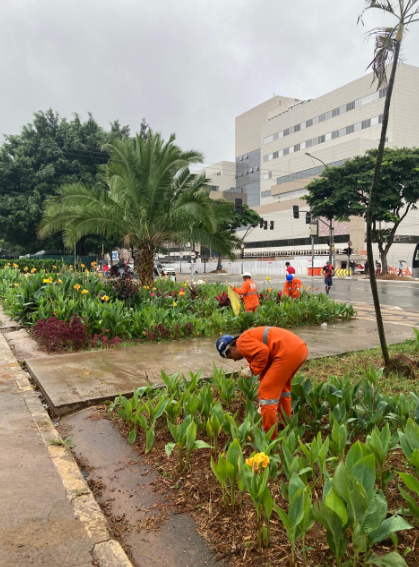  Uma foto de um canteiro ajardinado em uma área urbana em São Paulo, com um dia nublado e o chão parecendo úmido. Em primeiro plano, um trabalhador com uniforme laranja vibrante e capacete azul está inclinado, cuidando de plantas jovens de folhas largas e verdes, algumas com flores amarelas, em um canteiro recém-plantado.  Ao longo do canteiro, estendendo-se para o fundo, há uma variedade de plantas e flores coloridas, incluindo folhagens avermelhadas e flores amarelas e laranjas. Uma palmeira robusta se destaca no centro do canteiro. Outros trabalhadores com uniformes laranjas podem ser vistos ao longe no jardim, também envolvidos em tarefas de jardinagem.  Ao fundo, um grande e moderno edifício de múltiplos andares com fachada clara e janelas escuras domina a paisagem. Há também outras árvores e postes de iluminação ao longo da rua. A cena geral transmite uma sensação de manutenção e cuidado com o espaço público.