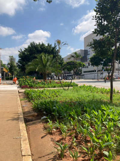 Uma foto de um canteiro ajardinado e bem cuidado em uma área urbana, sob um céu azul com algumas nuvens brancas. No primeiro plano, à esquerda, há uma calçada de cor marrom avermelhada. Ao lado dela, há um canteiro recém-plantado com mudas de plantas verdes de folhas largas, que emergem da terra exposta.  Mais adiante no canteiro, há uma variedade de plantas mais maduras, incluindo folhagens verdes escuras, algumas com flores coloridas (vermelhas e amarelas, embora não muito visíveis em detalhe), e arbustos. Uma palmeira de médio porte se destaca no centro do canteiro.  Ao fundo, vislumbra-se um grande edifício moderno, de cor clara, com múltiplas janelas, que parece ser um complexo comercial ou de escritórios. À direita, há uma rua movimentada com alguns carros e, à esquerda, mais árvores e o que parece ser um canteiro de obras ou área de manutenção com um cone de sinalização laranja. A imagem transmite uma sensação de revitalização ou manutenção de espaços verdes urbanos.