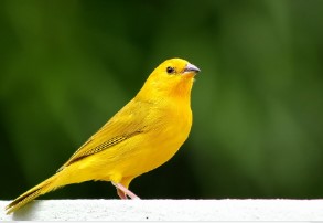 Um pássaro amarelo vibrante, possivelmente um canário-da-terra, está pousado sobre uma superfície clara. Seu olhar atento e postura elegante contrastam com o fundo esverdeado desfocado, criando uma imagem harmoniosa e natural.